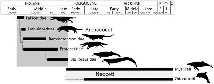Basilosaurus lineage