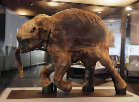Preserved baby mammoth
