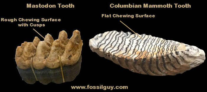 Mammoth-Mastodon Teeth