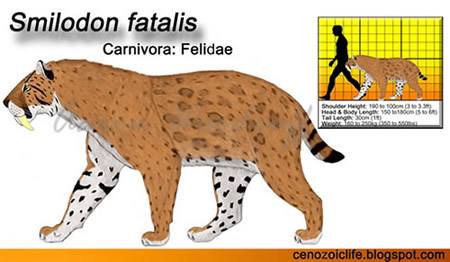 Smilodon fatalis