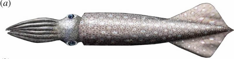 Belmnite Reconstruction