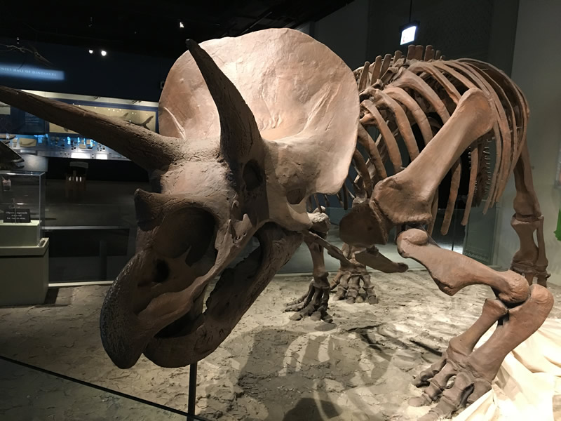 Triceratops