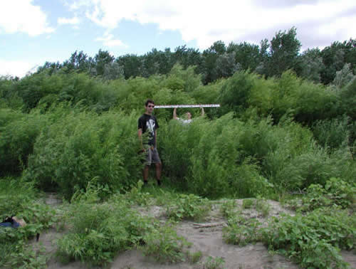 Measuring the height of plants