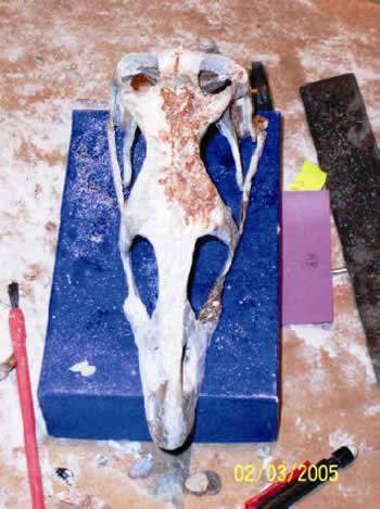 Top view of the Shuvosaurus Skull