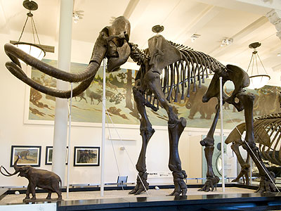 AMNH Mammoth