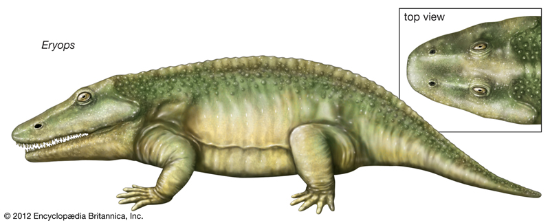 Eryops