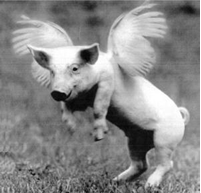 Pig with wings