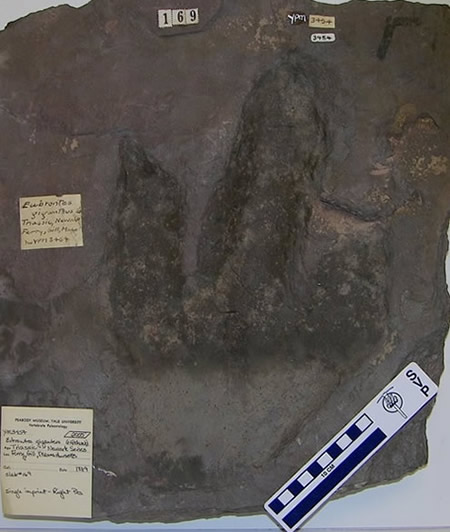 Eubrontes track