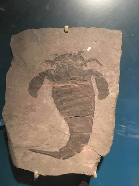 Eurypterid